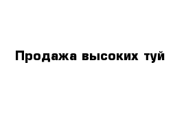 Продажа высоких туй